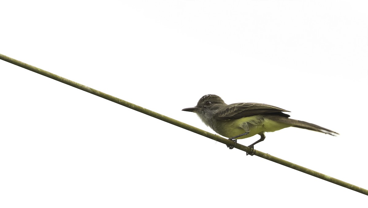 Short-crested Flycatcher - ML620793417