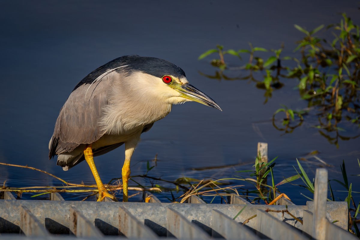 Black-crowned Night Heron - ML620793418