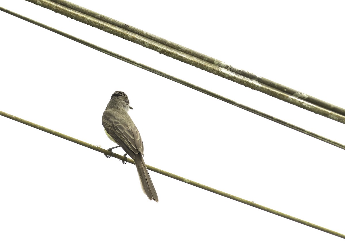 Short-crested Flycatcher - ML620793421