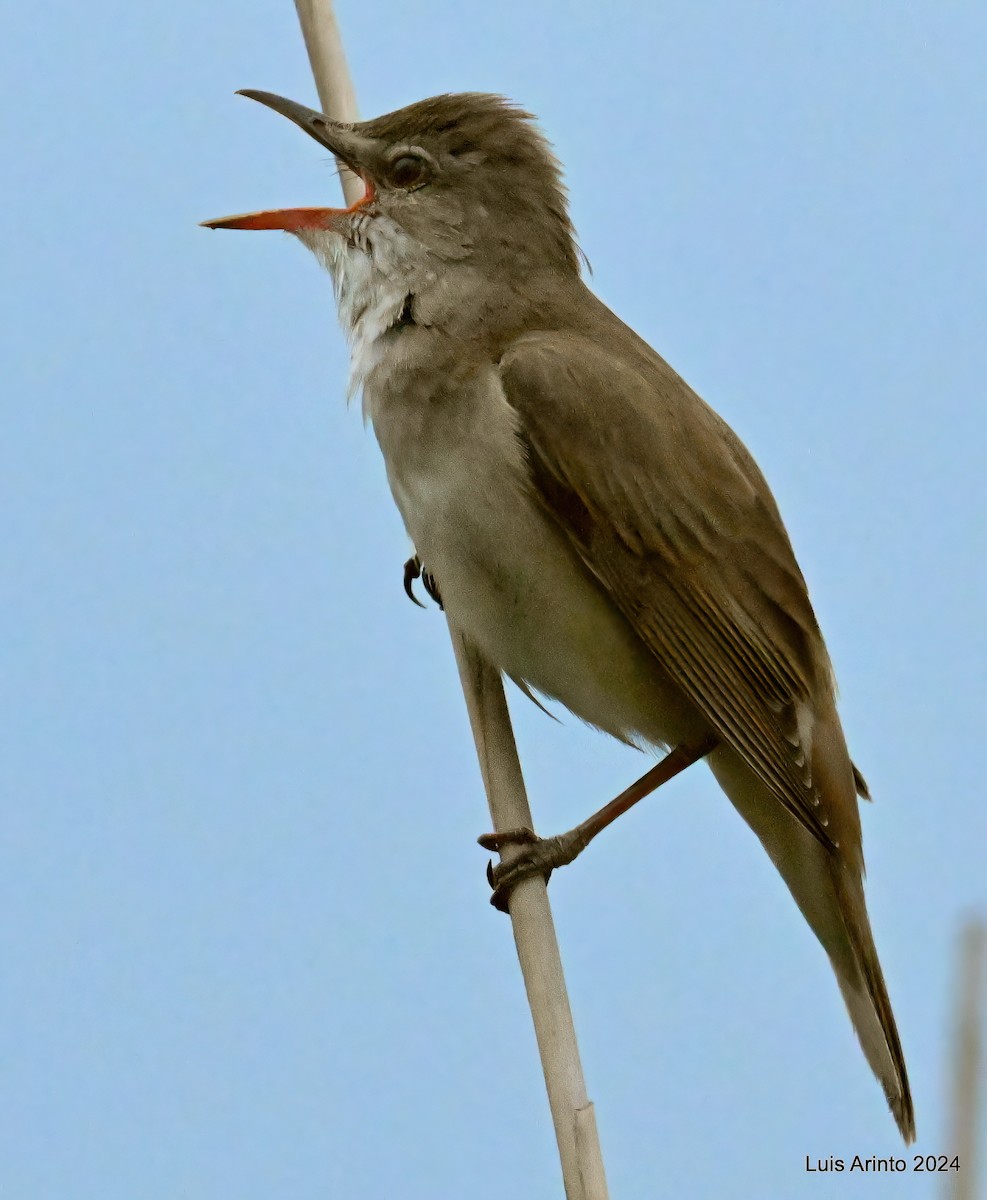 Great Reed Warbler - ML620793426