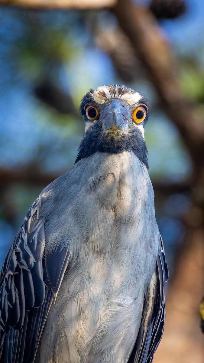 Yellow-crowned Night Heron - ML620793427