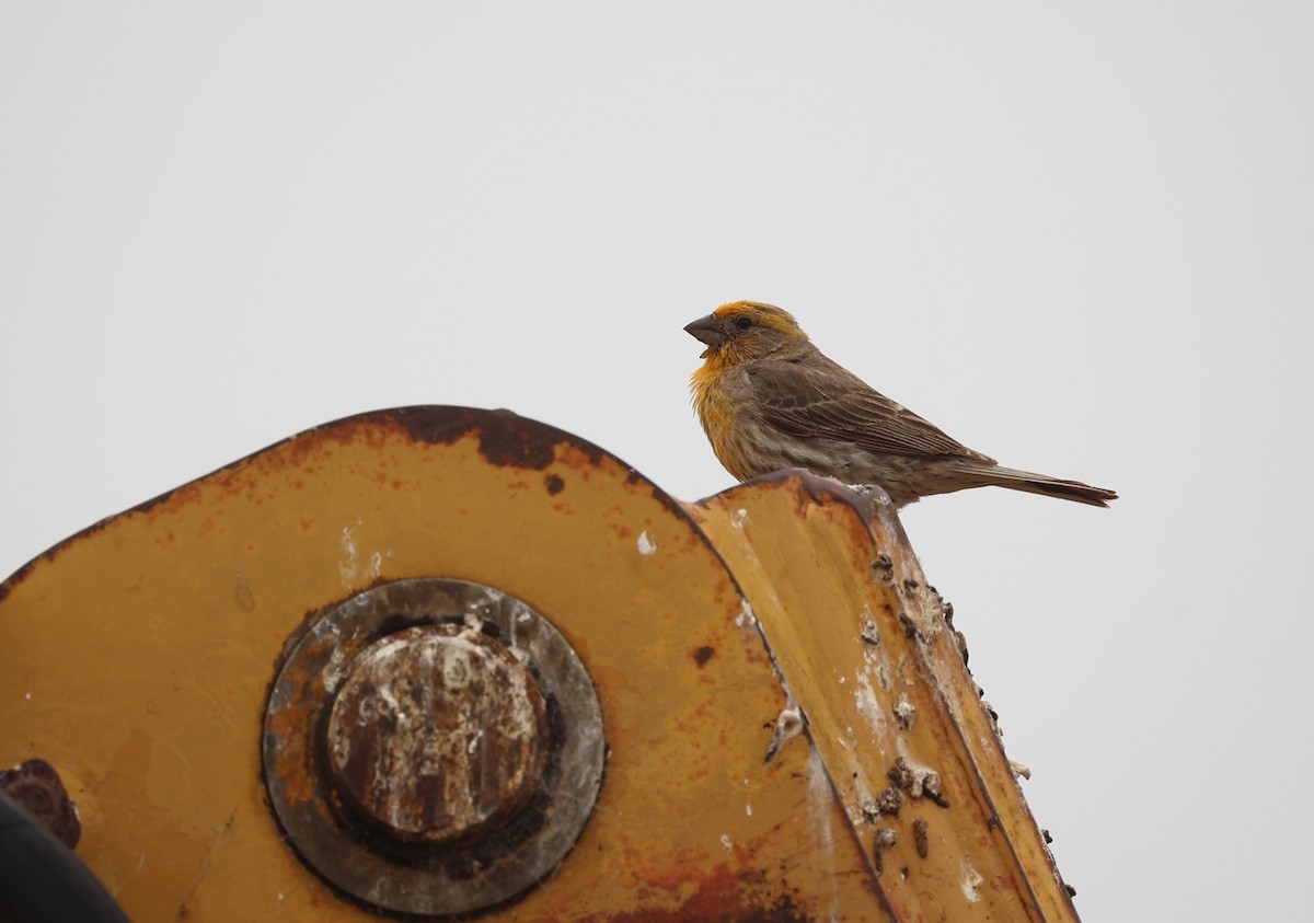 House Finch - ML620793428