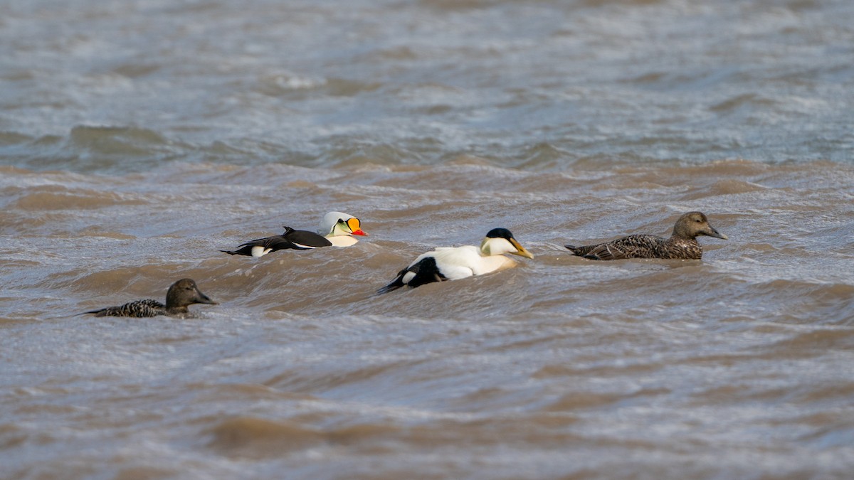 Eider à tête grise - ML620793432