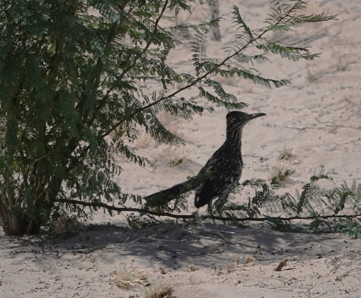 Greater Roadrunner - ML620793433