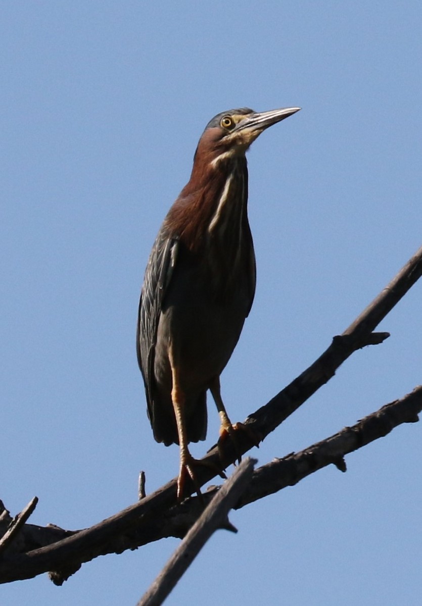 Green Heron - ML620793435