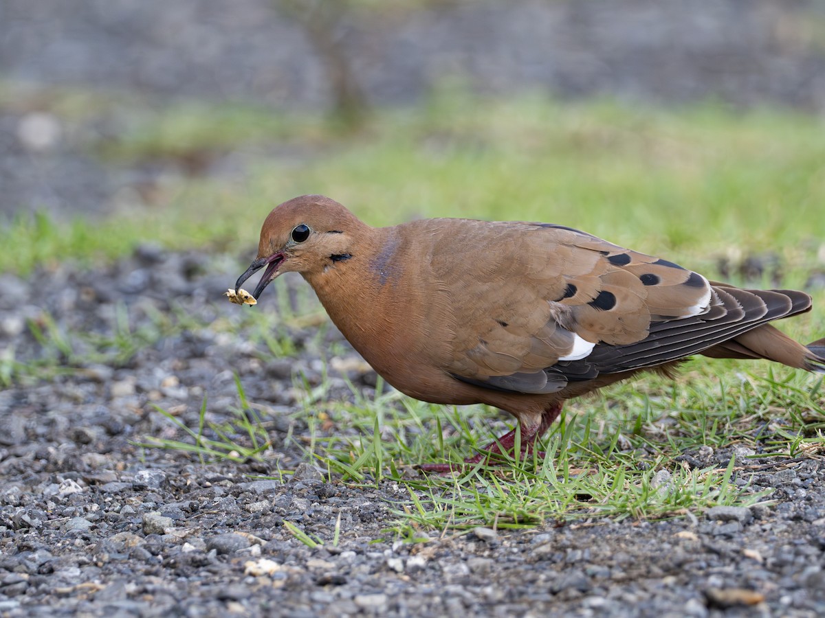 Zenaida Dove - ML620793436