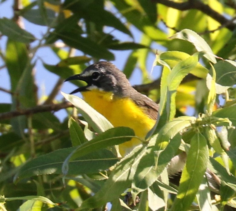 Yellow-breasted Chat - ML620793448