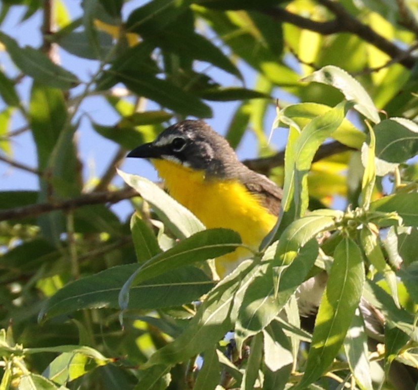 Yellow-breasted Chat - ML620793449