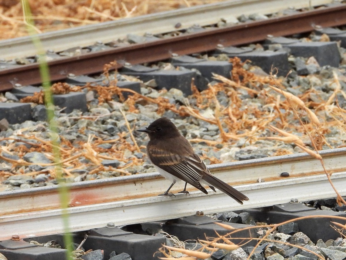 Black Phoebe - Doug Lithgow