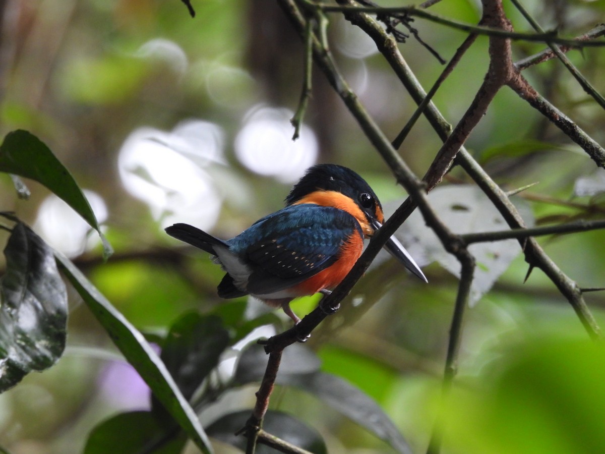 American Pygmy Kingfisher - ML620793451