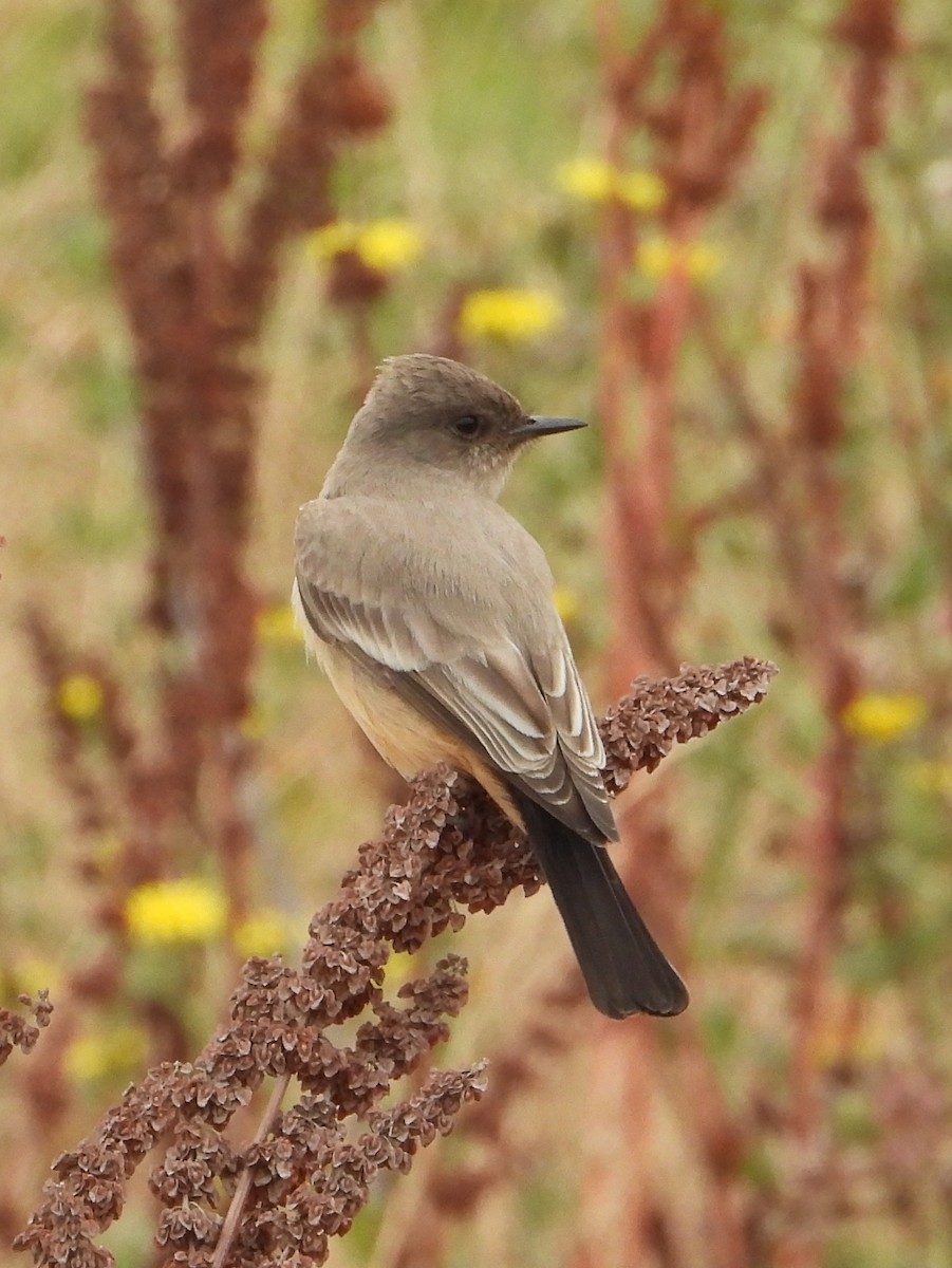 Say's Phoebe - ML620793456