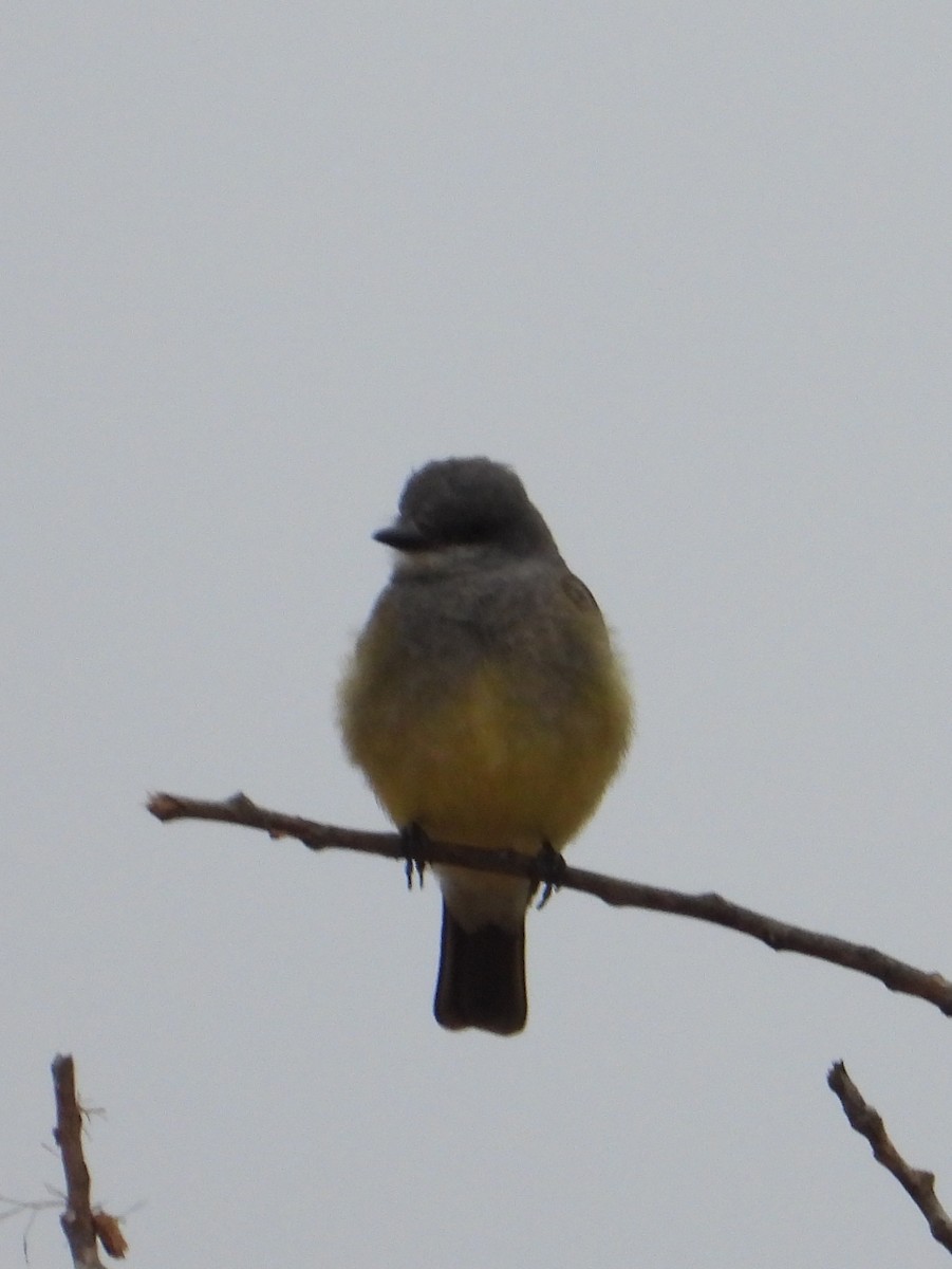 Cassin's Kingbird - ML620793464