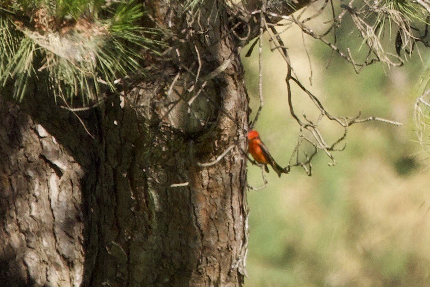 Vermilion Flycatcher - ML620793466