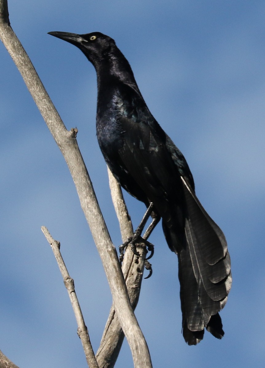 Great-tailed Grackle - ML620793470