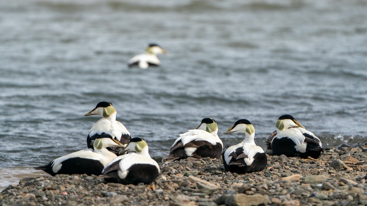 Common Eider - ML620793472