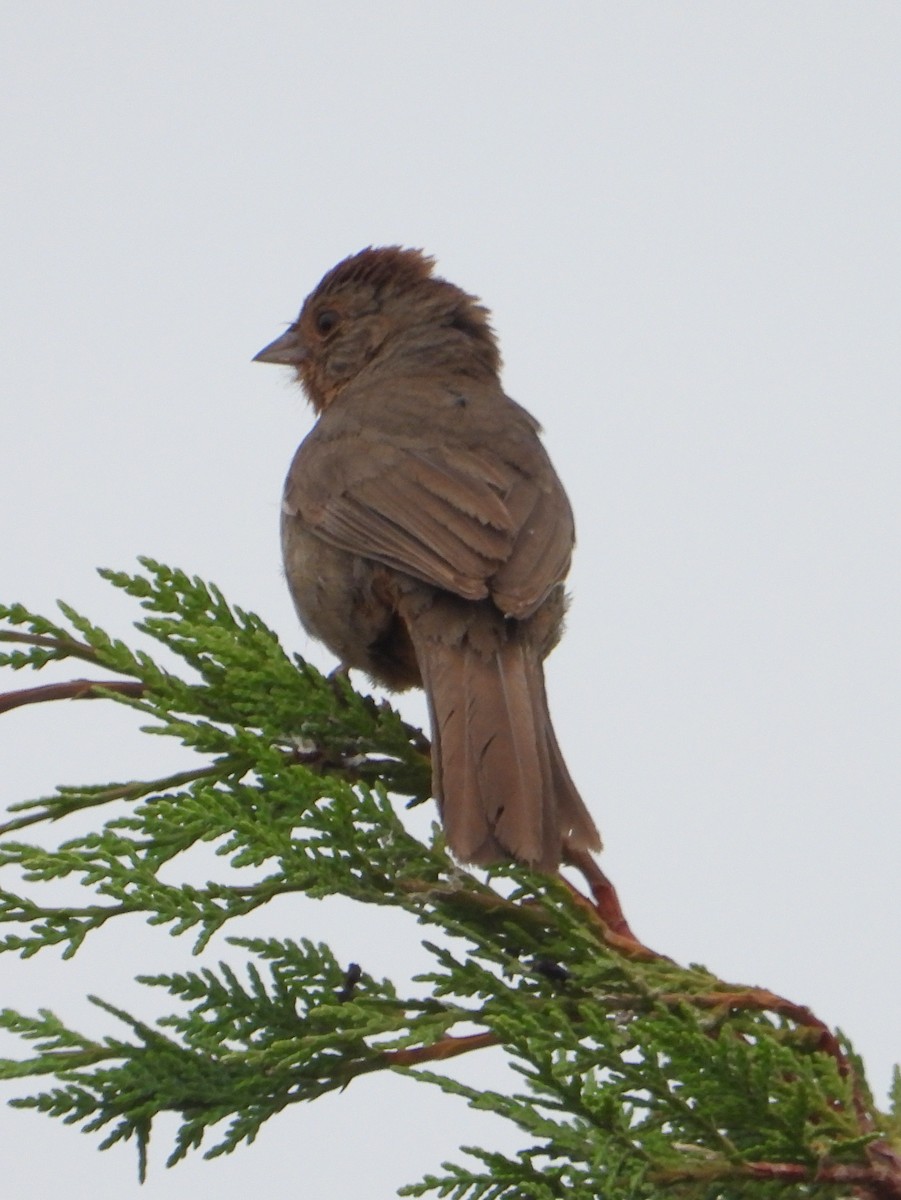 California Towhee - Doug Lithgow