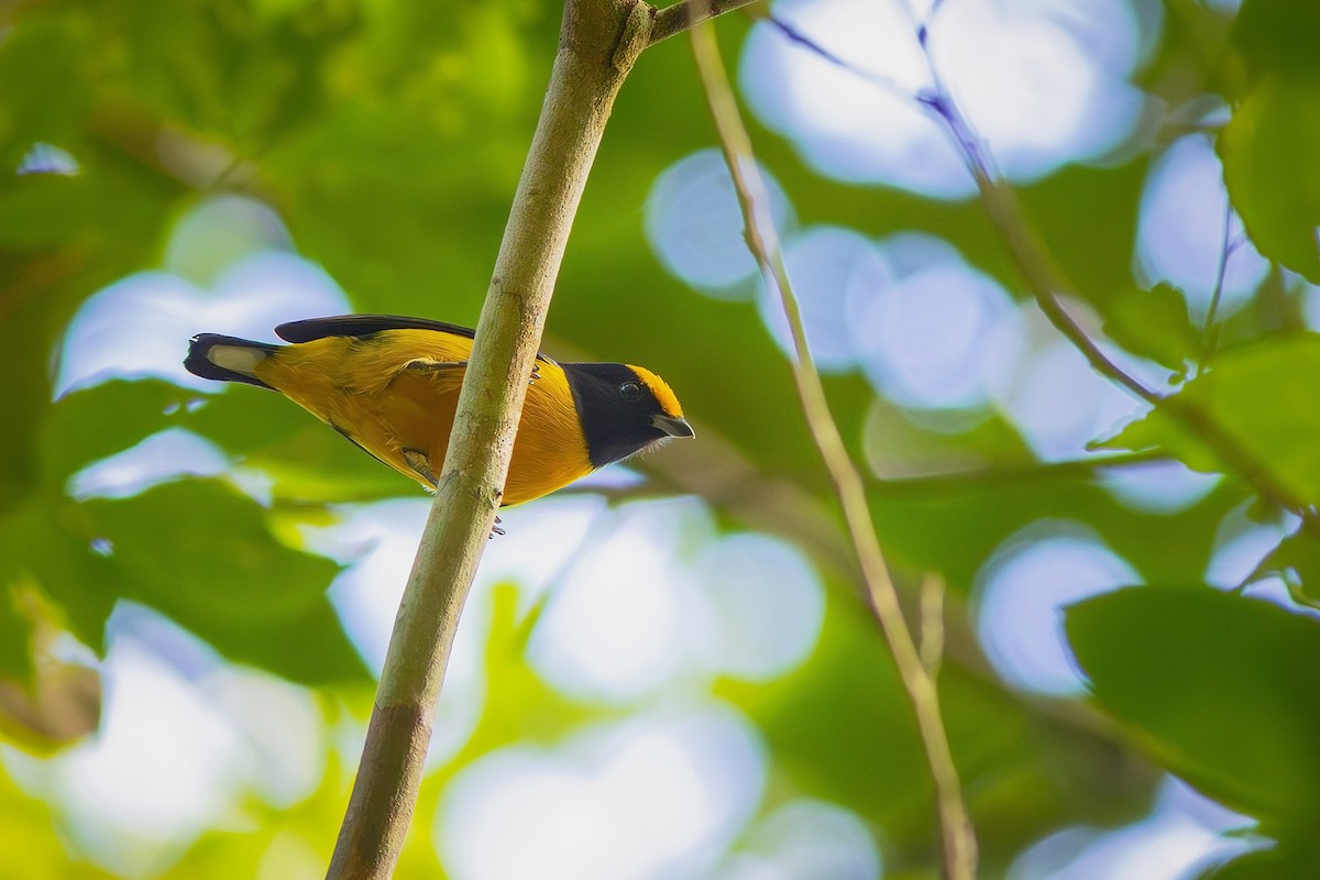 Orange-bellied Euphonia - ML620793482