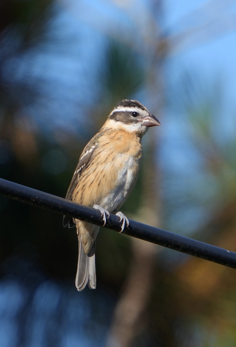 Black-headed Grosbeak - ML620793484