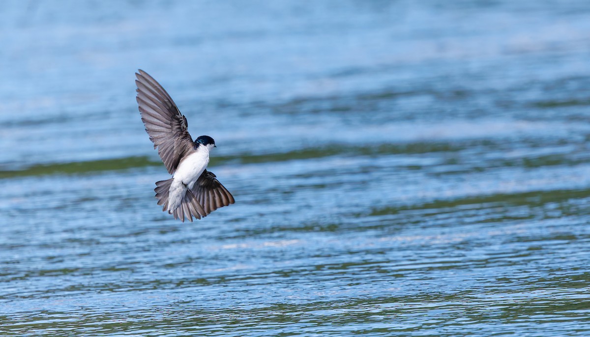 Tree Swallow - ML620793485