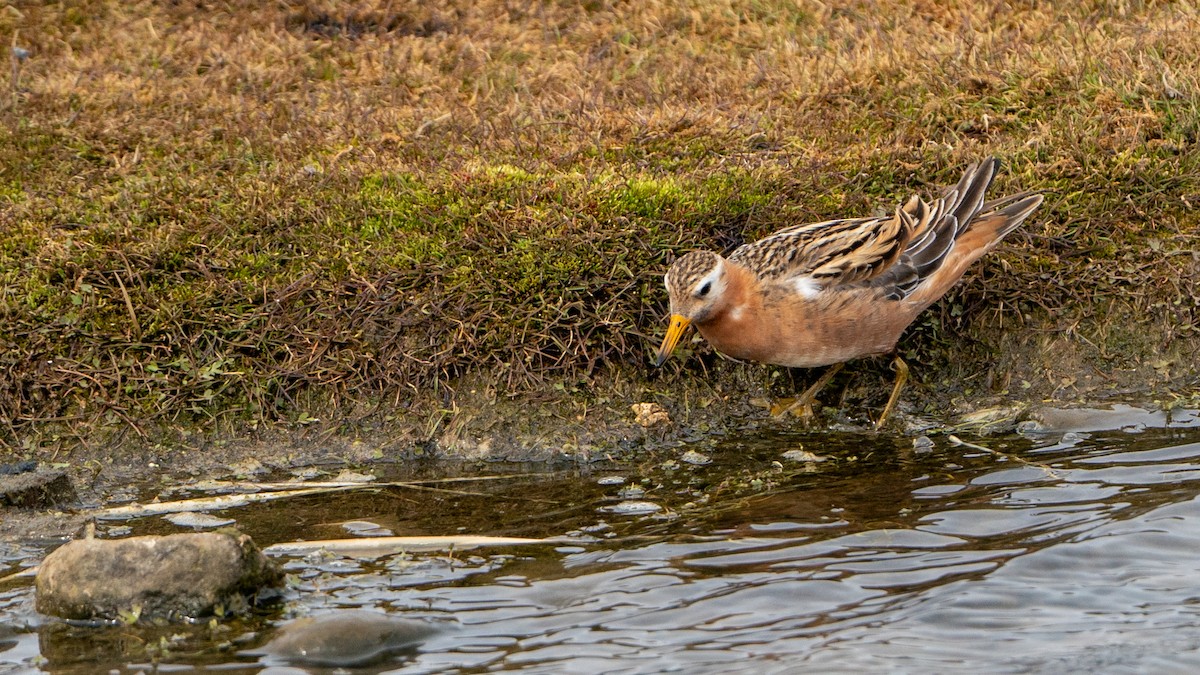 Phalarope à bec large - ML620793486