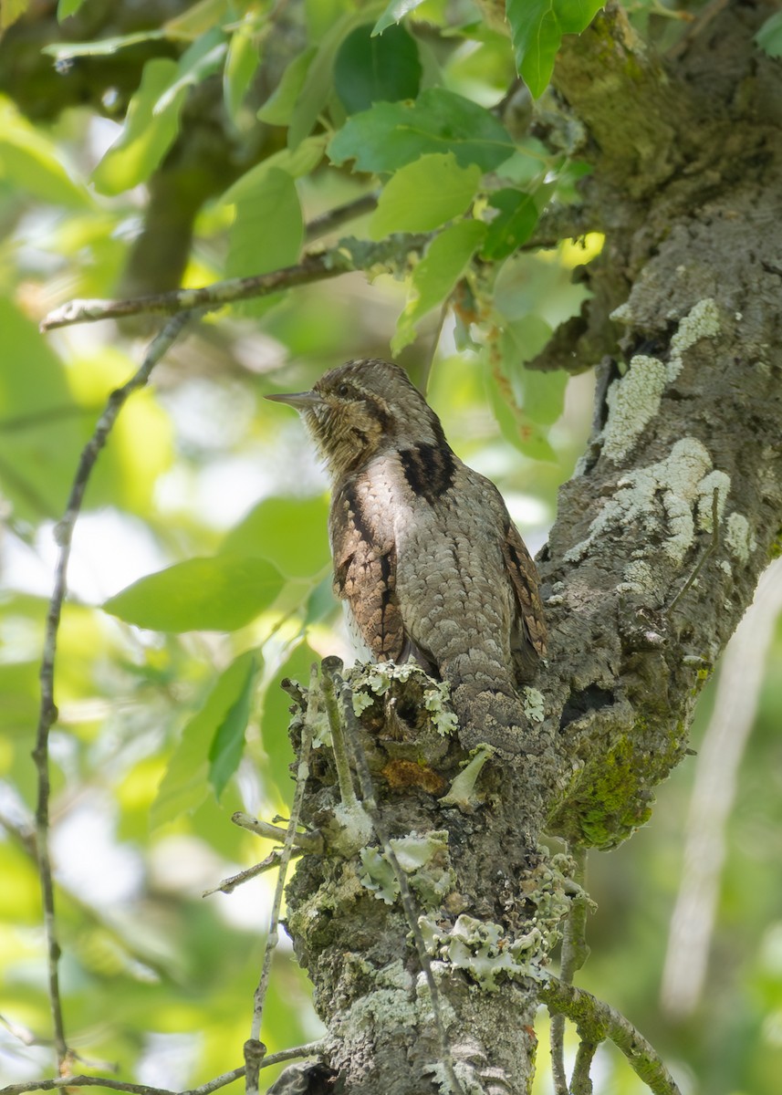 Eurasian Wryneck - ML620793490