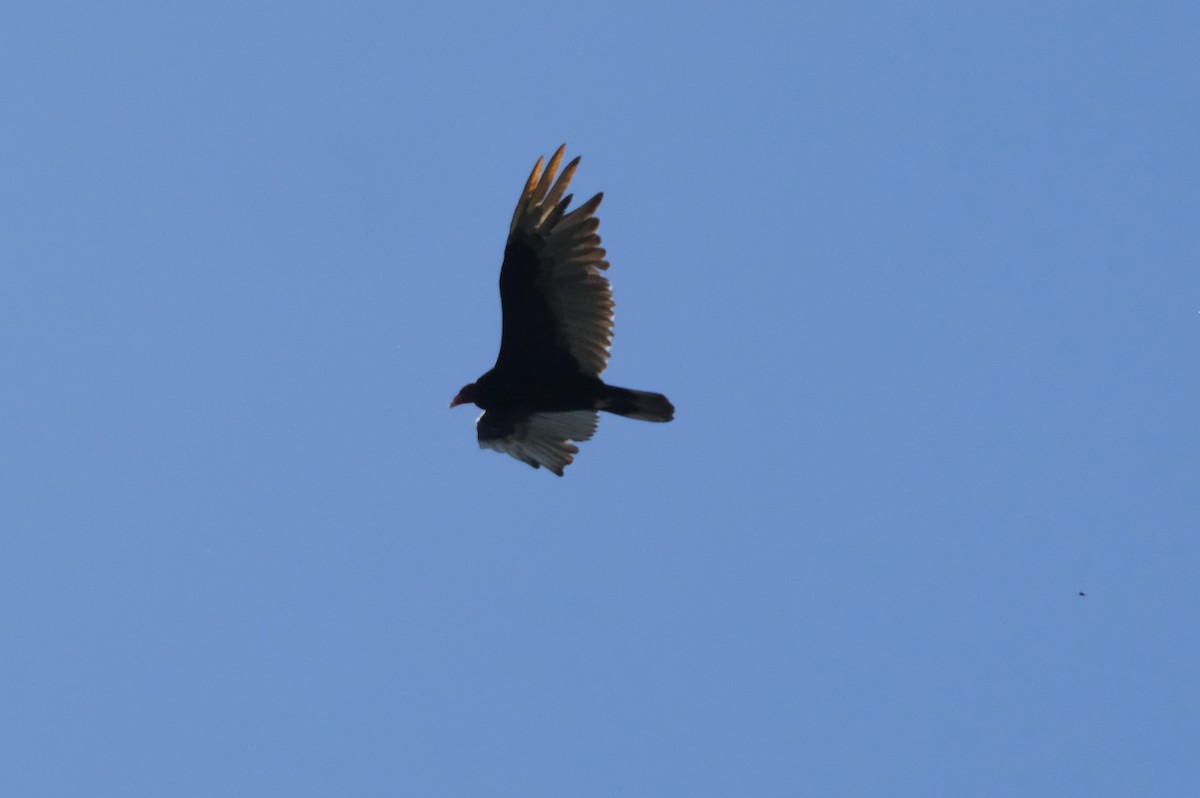 Turkey Vulture - ML620793491