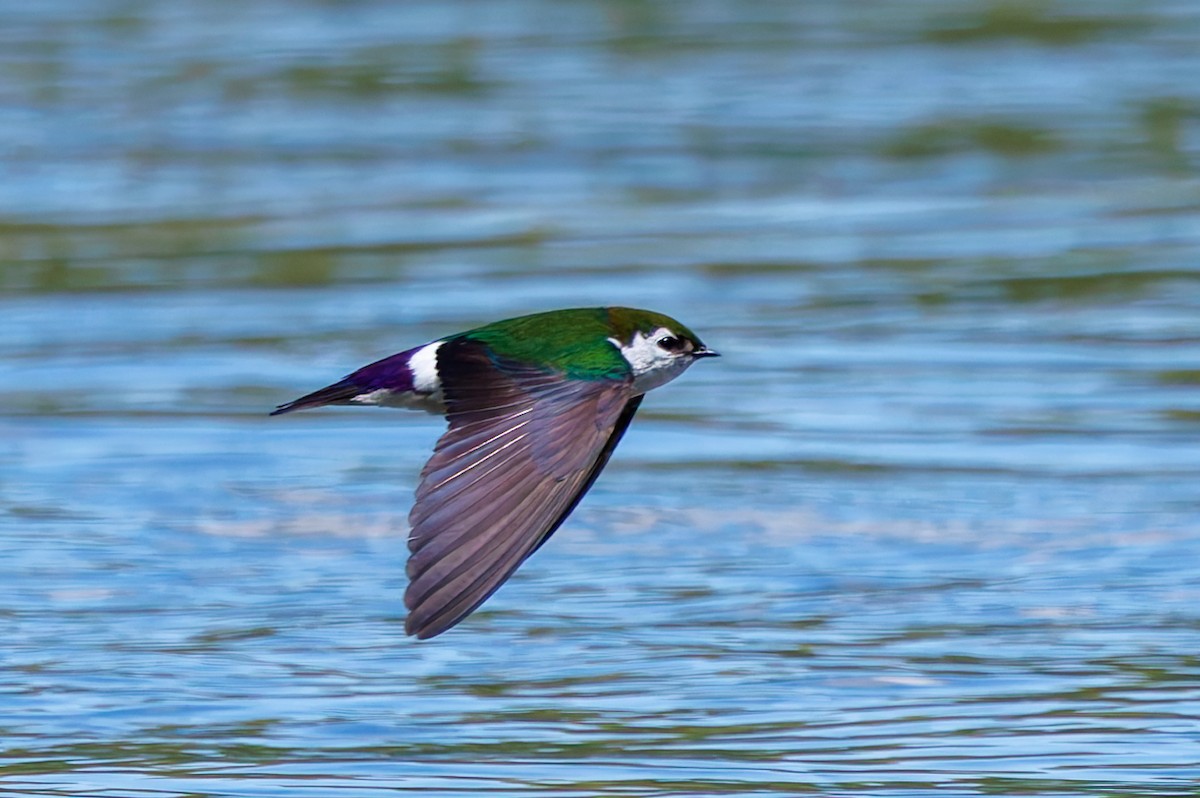 Violet-green Swallow - ML620793492