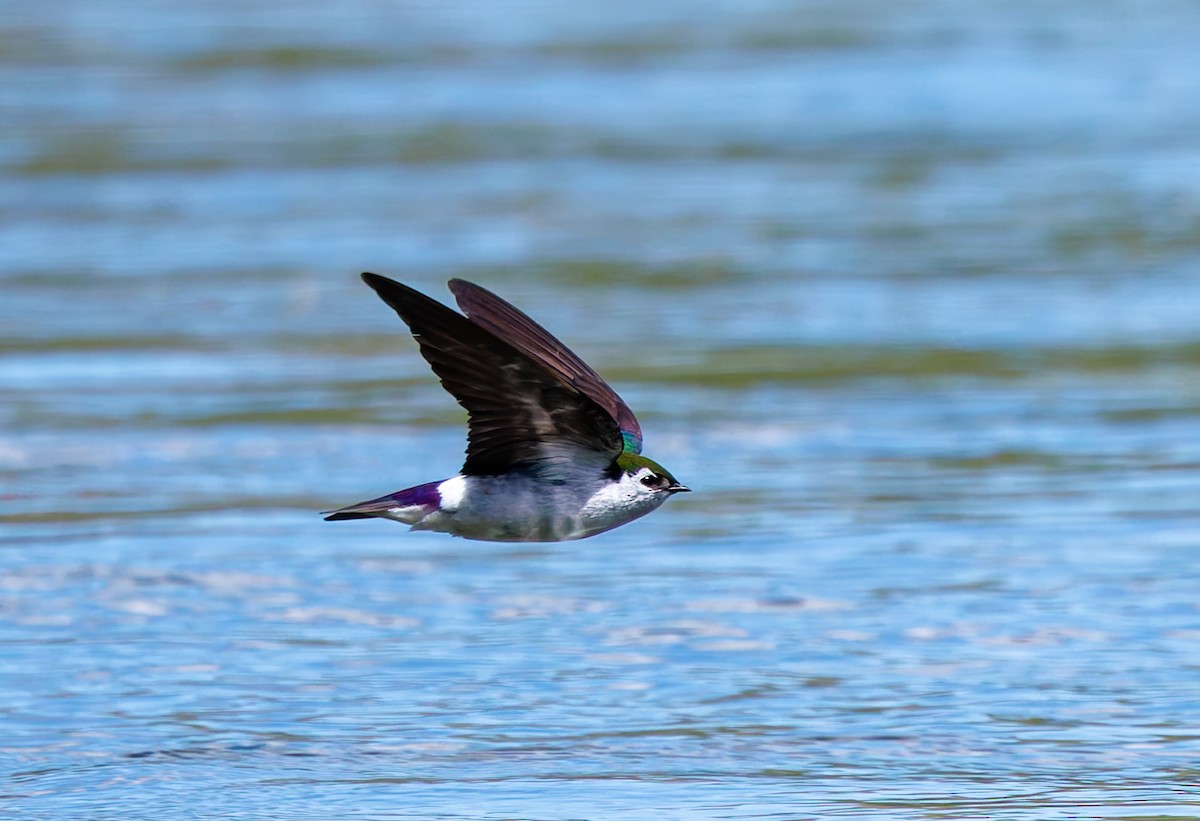 Violet-green Swallow - ML620793493