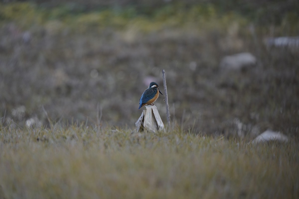 Common Kingfisher - ML620793495