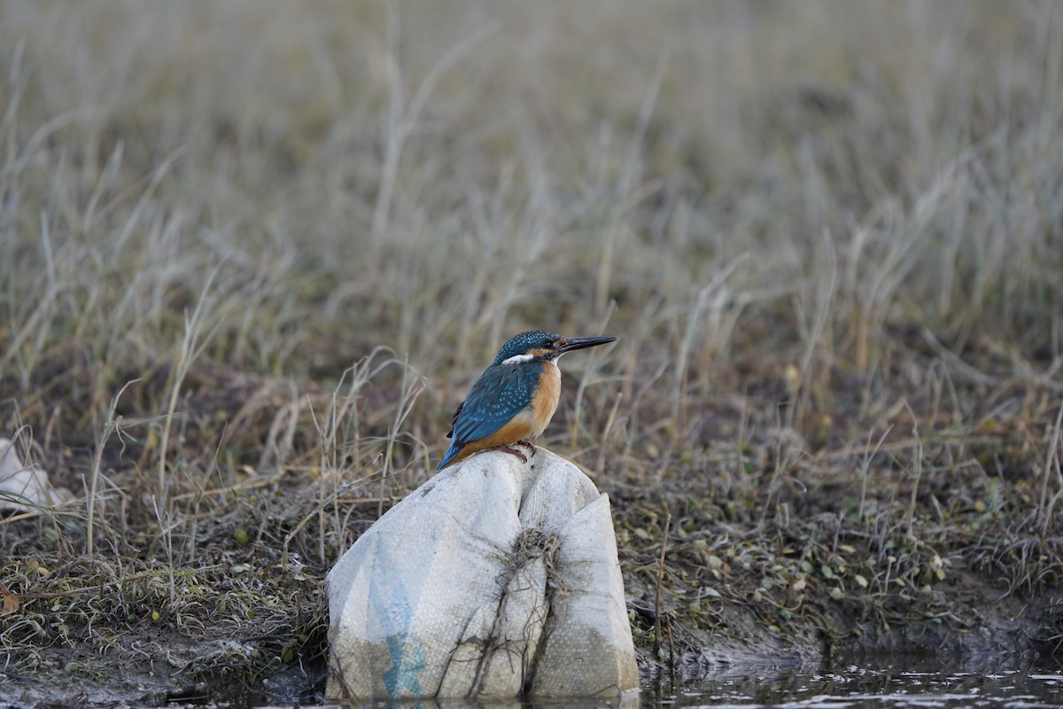 Common Kingfisher - ML620793496