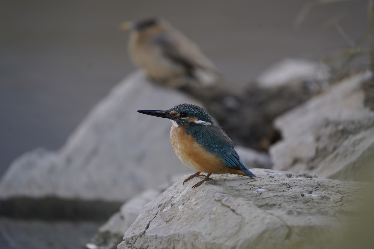 Common Kingfisher - ML620793497