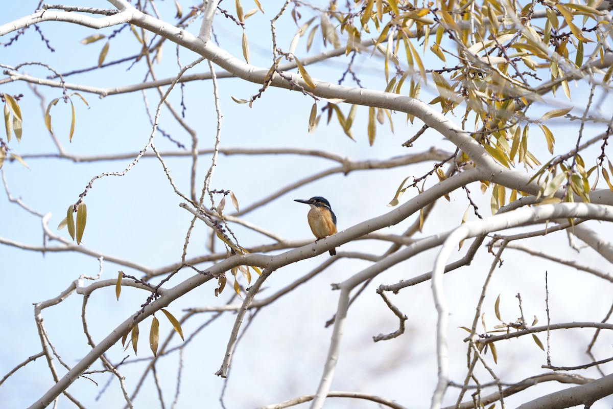 Common Kingfisher - ML620793498