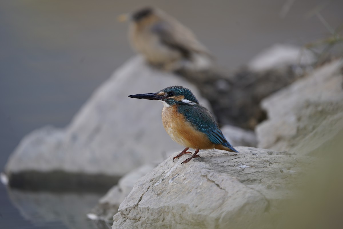 Common Kingfisher - ML620793499