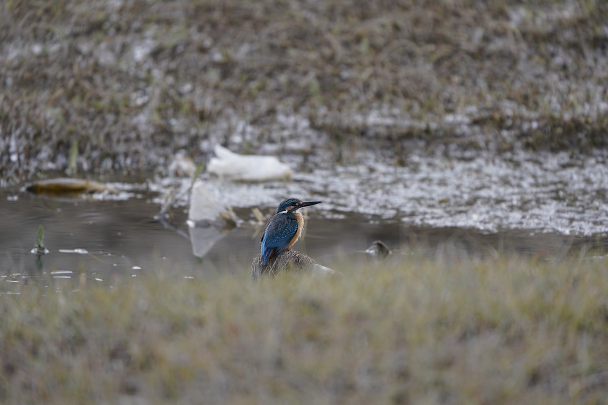 Common Kingfisher - ML620793506