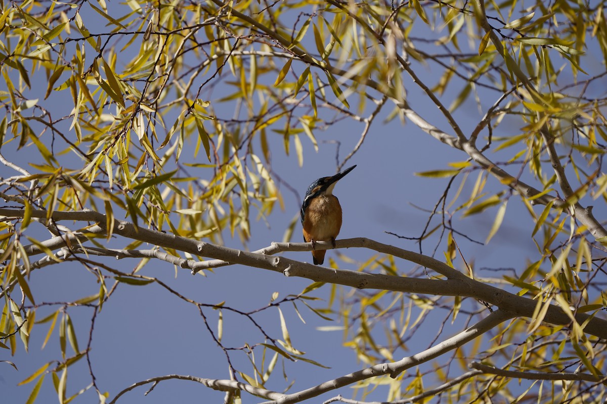 Common Kingfisher - ML620793507