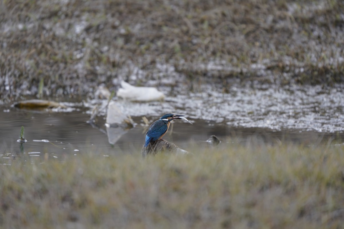 Common Kingfisher - ML620793508