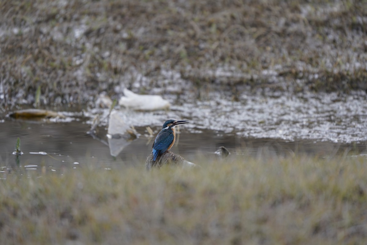 Common Kingfisher - ML620793510