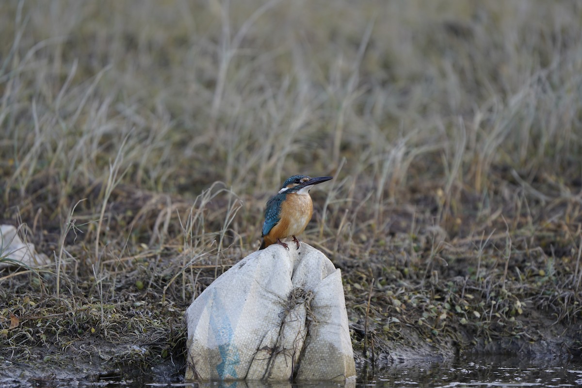 Common Kingfisher - ML620793511