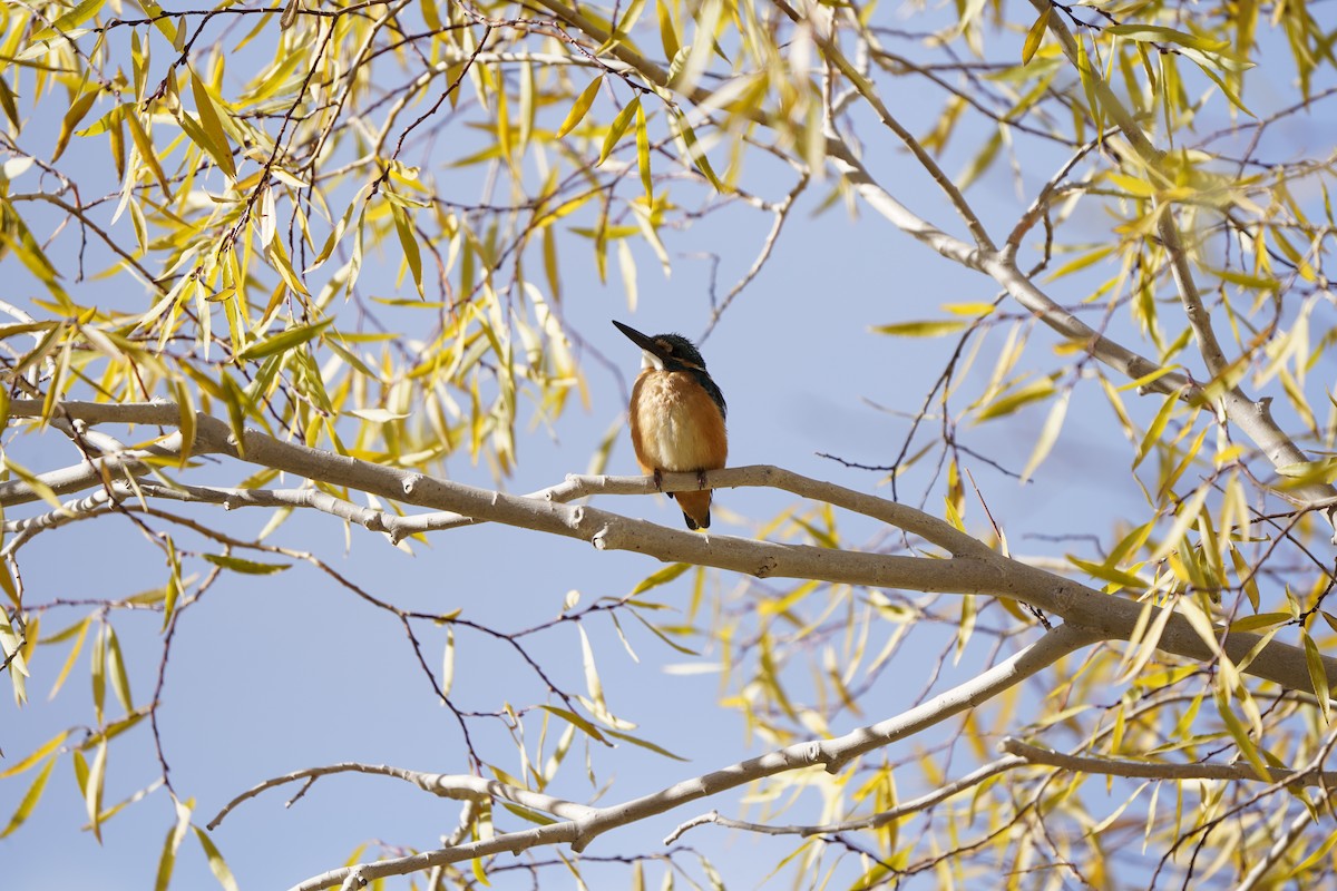 Common Kingfisher - ML620793512