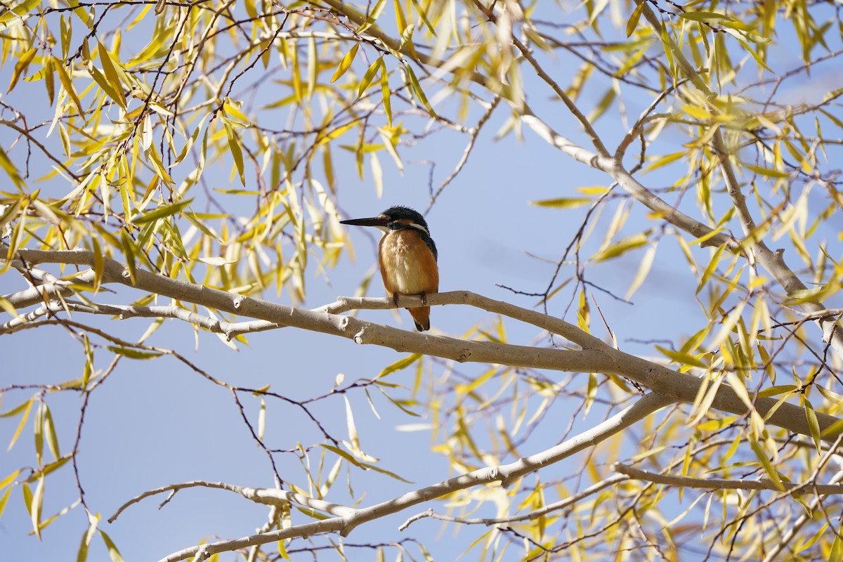 Common Kingfisher - ML620793513