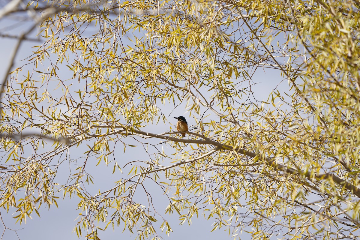 Common Kingfisher - ML620793514