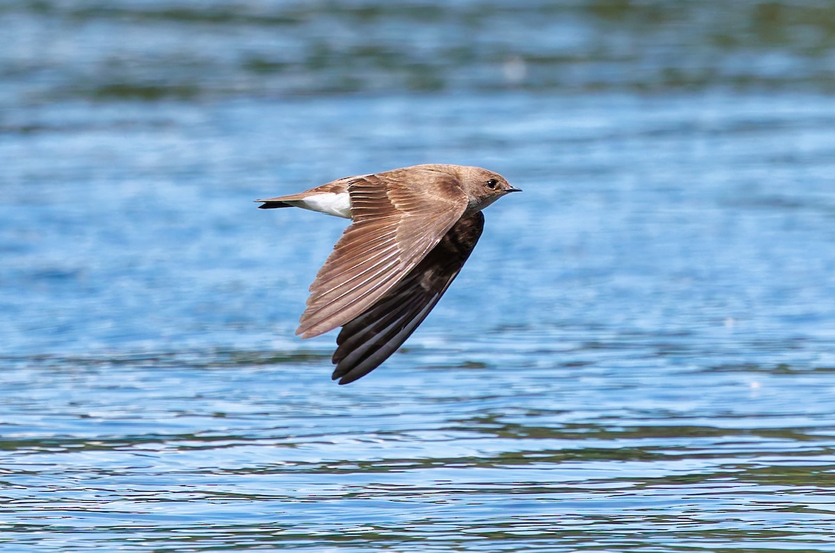 Northern Rough-winged Swallow - ML620793518