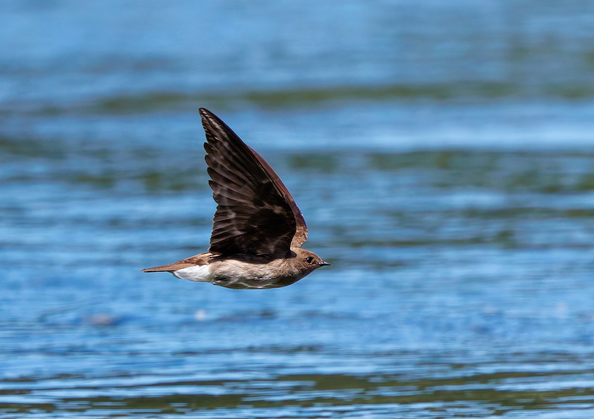 Northern Rough-winged Swallow - ML620793519
