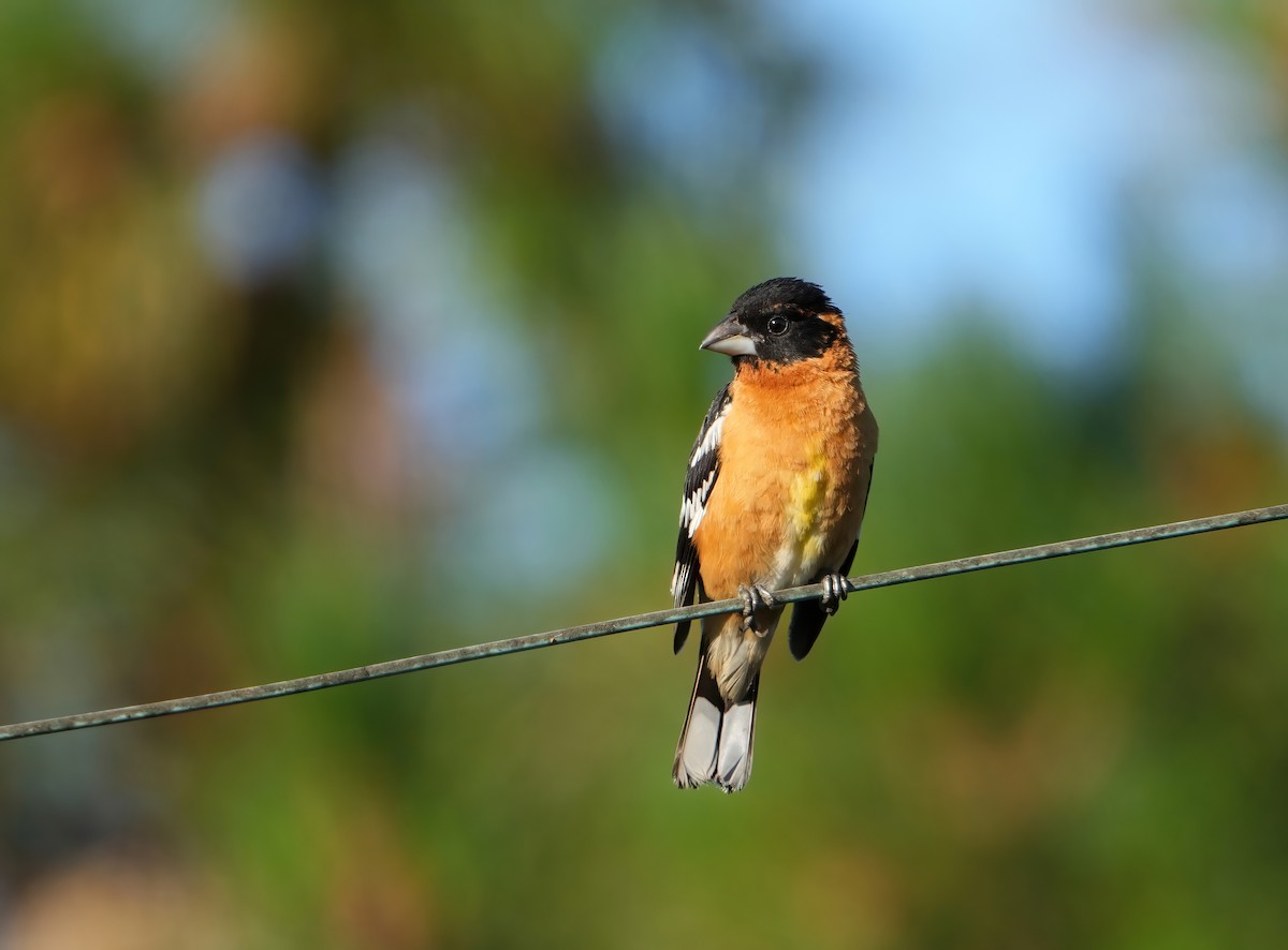 Black-headed Grosbeak - ML620793520