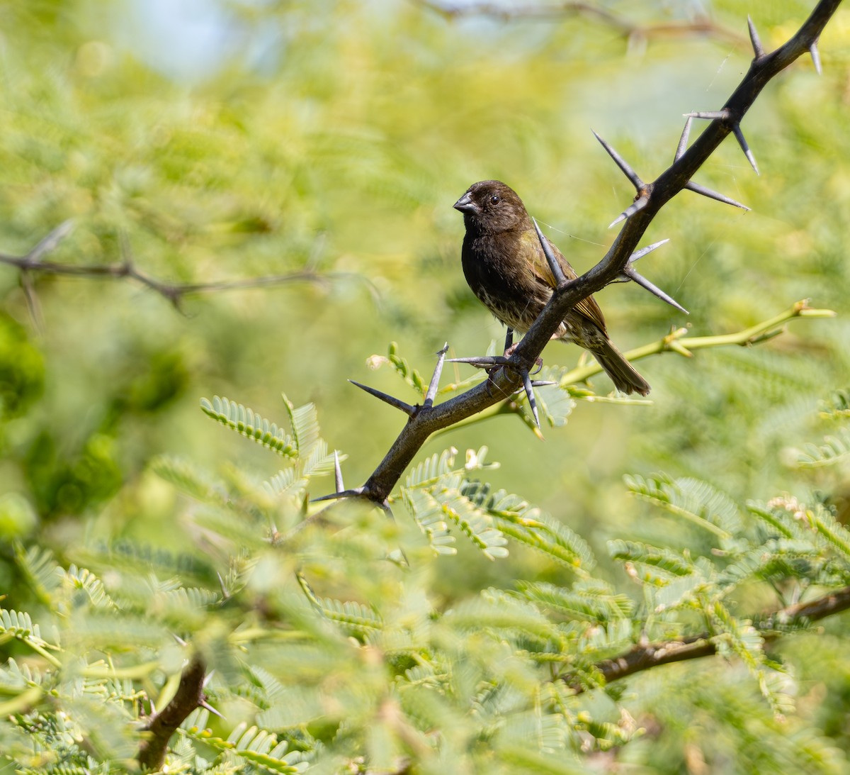 Black-faced Grassquit - ML620793521