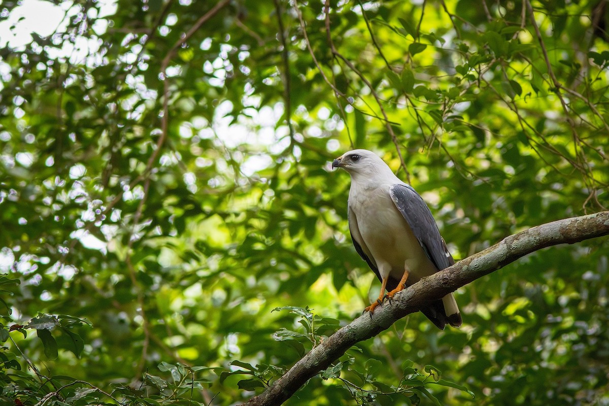 White-necked Hawk - ML620793530