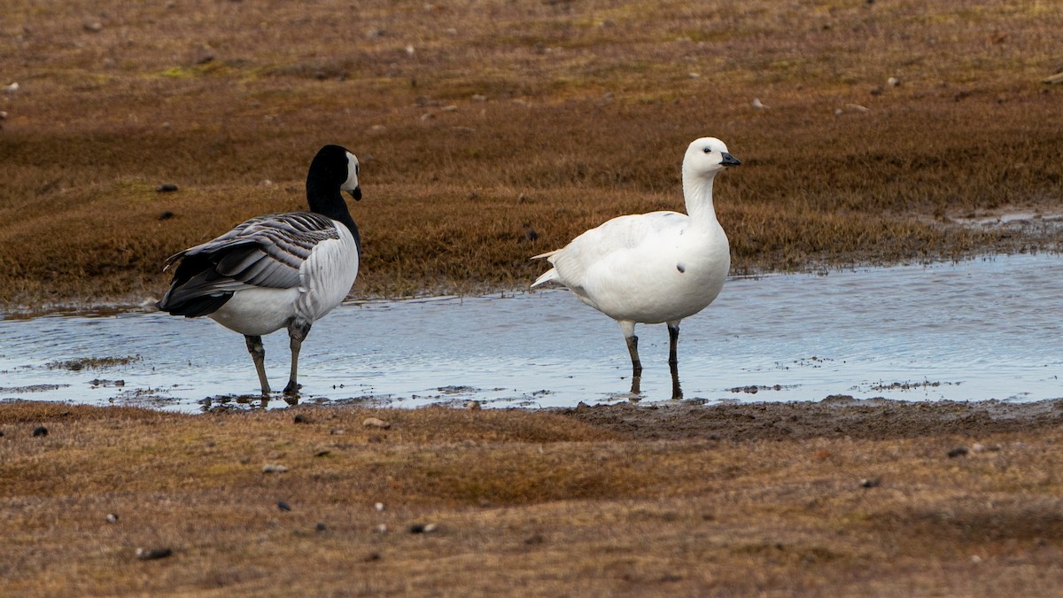 Barnacle Goose - ML620793546