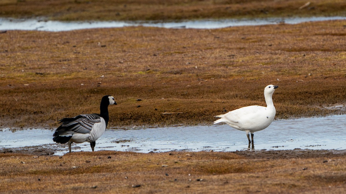 Barnacle Goose - ML620793548