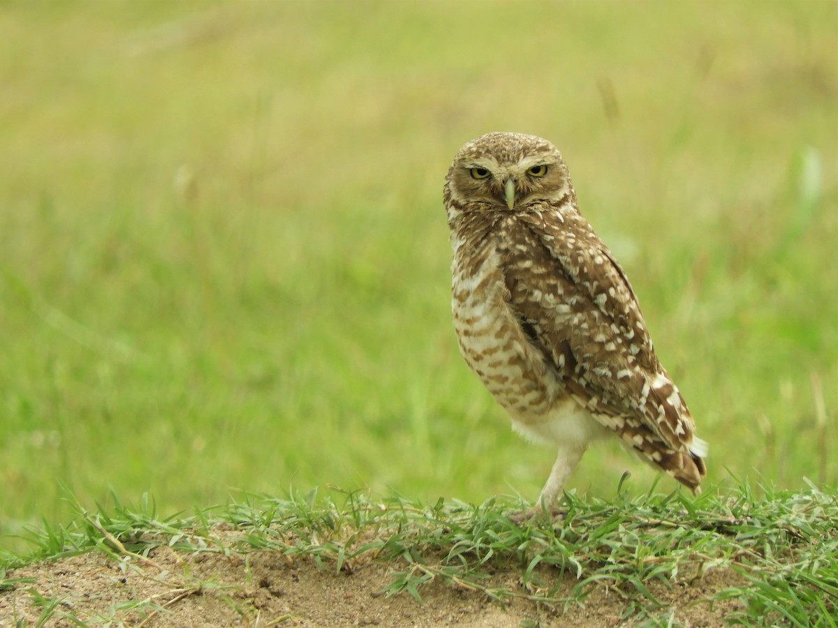 Burrowing Owl - ML620793557