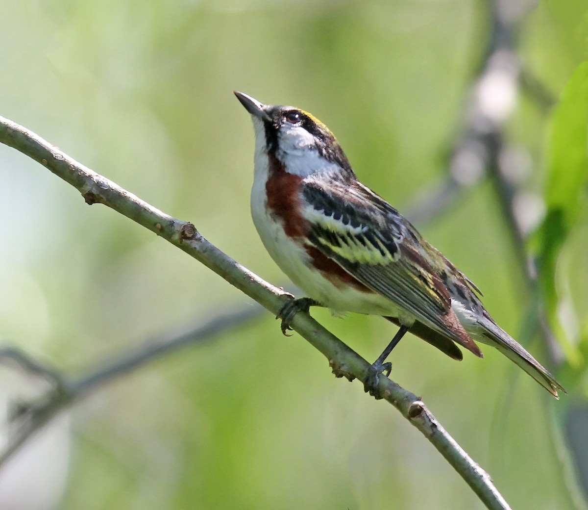 Gelbscheitel-Waldsänger - ML620793560